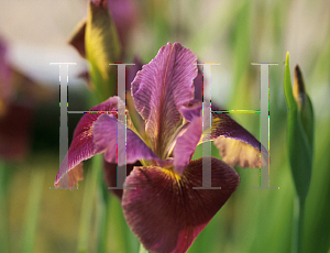 Picture of Iris louisiana hybrids 