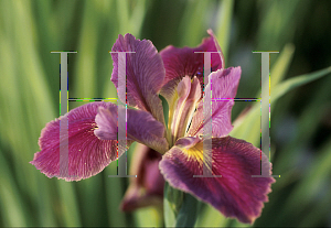 Picture of Iris louisiana hybrids 