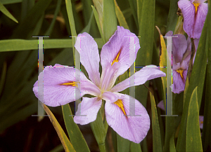 Picture of Iris louisiana hybrids 'Bayou Shadow'