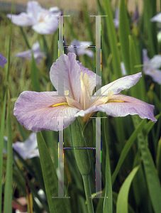 Picture of Iris louisiana hybrids 'Delta Dawn'