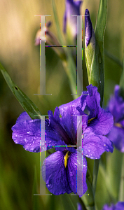 Picture of Iris louisiana hybrids 'Clyde Redmond'