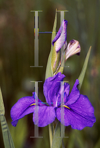 Picture of Iris louisiana hybrids 'Clyde Redmond'