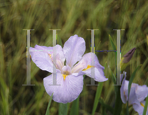 Picture of Iris louisiana hybrids 'Elene Rockwell'