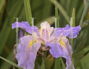 Picture of Iris louisiana hybrids 'Justa Reflection'