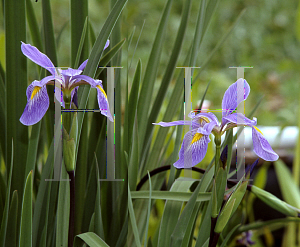 Picture of Iris virginica 'Purple Fan'