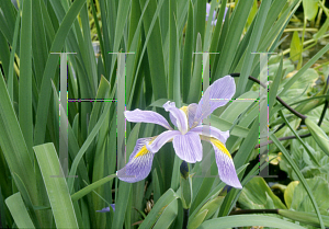 Picture of Iris virginica 'Purple Fan'