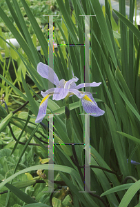 Picture of Iris virginica 'Purple Fan'