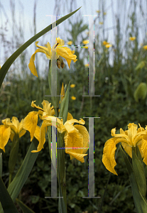 Picture of Iris pseudacorus 