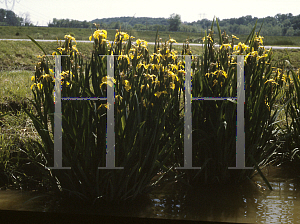 Picture of Iris pseudacorus 