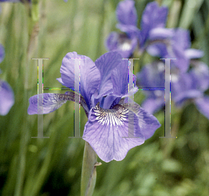 Picture of Iris sibirica 