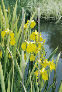 Picture of Iris pseudacorus 'Variegata'