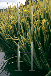 Picture of Iris pseudacorus 'Variegata'
