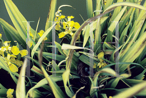 Picture of Iris pseudacorus 'Variegata'