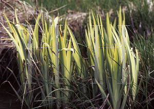 Picture of Iris pseudacorus 'Variegata'