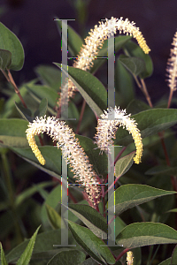 Picture of Saururus cernuus 