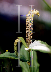 Picture of Saururus chinensis 