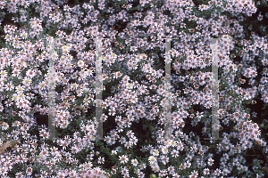 Picture of Symphyotrichum ericoides 'Pink Cloud'