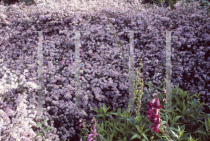 Picture of Symphyotrichum ericoides 'Pink Cloud'