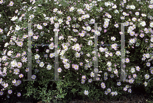 Picture of Symphyotrichum ericoides 'Pink Star'