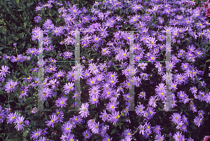 Picture of Aster x frikartii 'Wonder of Staffa'