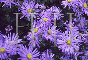 Picture of Aster x frikartii 'Wonder of Staffa'