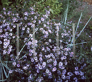 Picture of Symphyotrichum laeve 