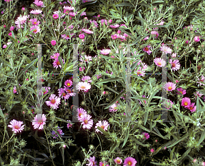 Picture of Symphyotrichum novae-angliae 'Alma Potschke'