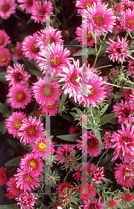 Picture of Symphyotrichum novae-angliae 'Alma Potschke'