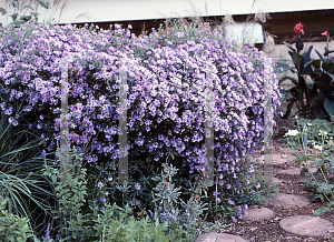 Picture of Symphyotrichum novae-angliae 'English Countryside'