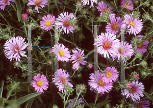 Picture of Symphyotrichum novae-angliae 'Harrington's Pink'