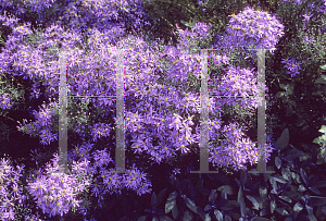 Picture of Aster sedifolius 