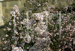 Picture of Symphyotrichum cordifolium 'Ideal'