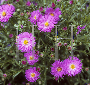 Picture of Aster x 'Heinz Richard'