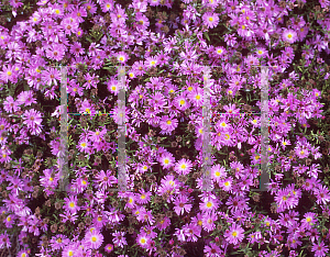 Picture of Aster x 'Heinz Richard'