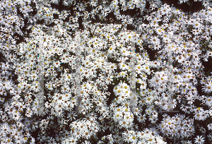 Picture of Aster x 'Kristina'