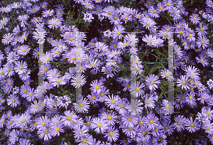 Picture of Symphyotrichum dumosum 'Mittlemeer'