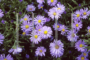 Picture of Symphyotrichum dumosum 'Mittlemeer'