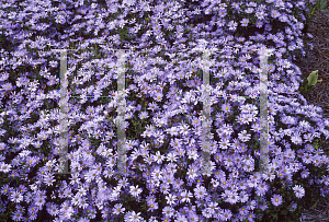 Picture of Symphyotrichum dumosum 'Mittlemeer'