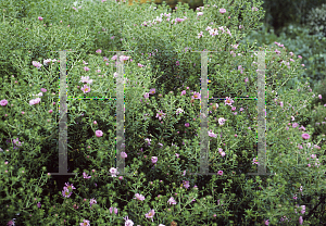 Picture of Symphyotrichum novae-angliae 'Harrington's Pink'