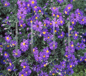 Picture of Symphyotrichum novae-angliae 'Hella Lacy'