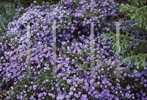 Picture of Symphyotrichum novae-angliae 'Hella Lacy'