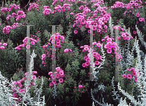 Picture of Symphyotrichum novae-angliae 'Lye End Beauty'