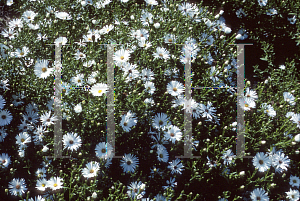 Picture of Symphyotrichum novae-angliae 'Mount Everest'