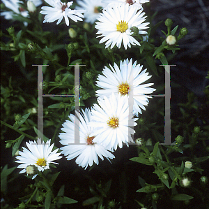 Picture of Symphyotrichum novae-angliae 'Mount Everest'
