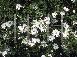 Picture of Symphyotrichum novae-angliae 'Mount Everest'