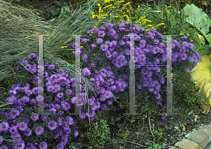 Picture of Symphyotrichum novae-angliae 'Purple Dome'