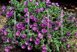 Picture of Symphyotrichum novae-angliae 'Purple Dome'