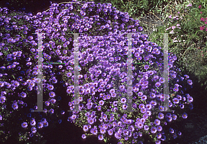 Picture of Symphyotrichum novae-angliae 'Purple Dome'