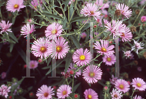 Picture of Symphyotrichum novae-angliae 'Rosa Seiger'