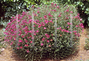 Picture of Symphyotrichum novae-angliae 'September Ruby'